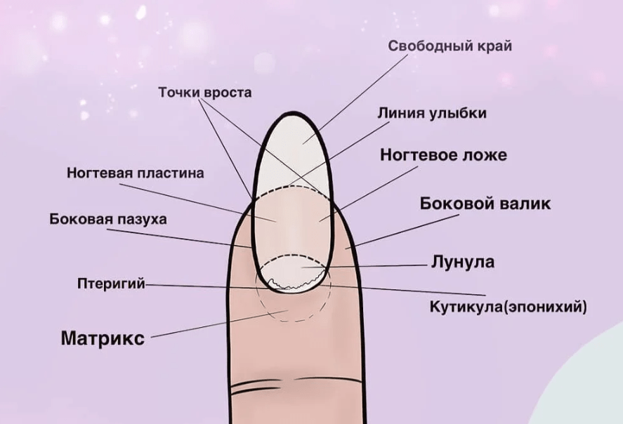 Кутикула, эпонихий и птеригий ногтя. Уход и подрезка